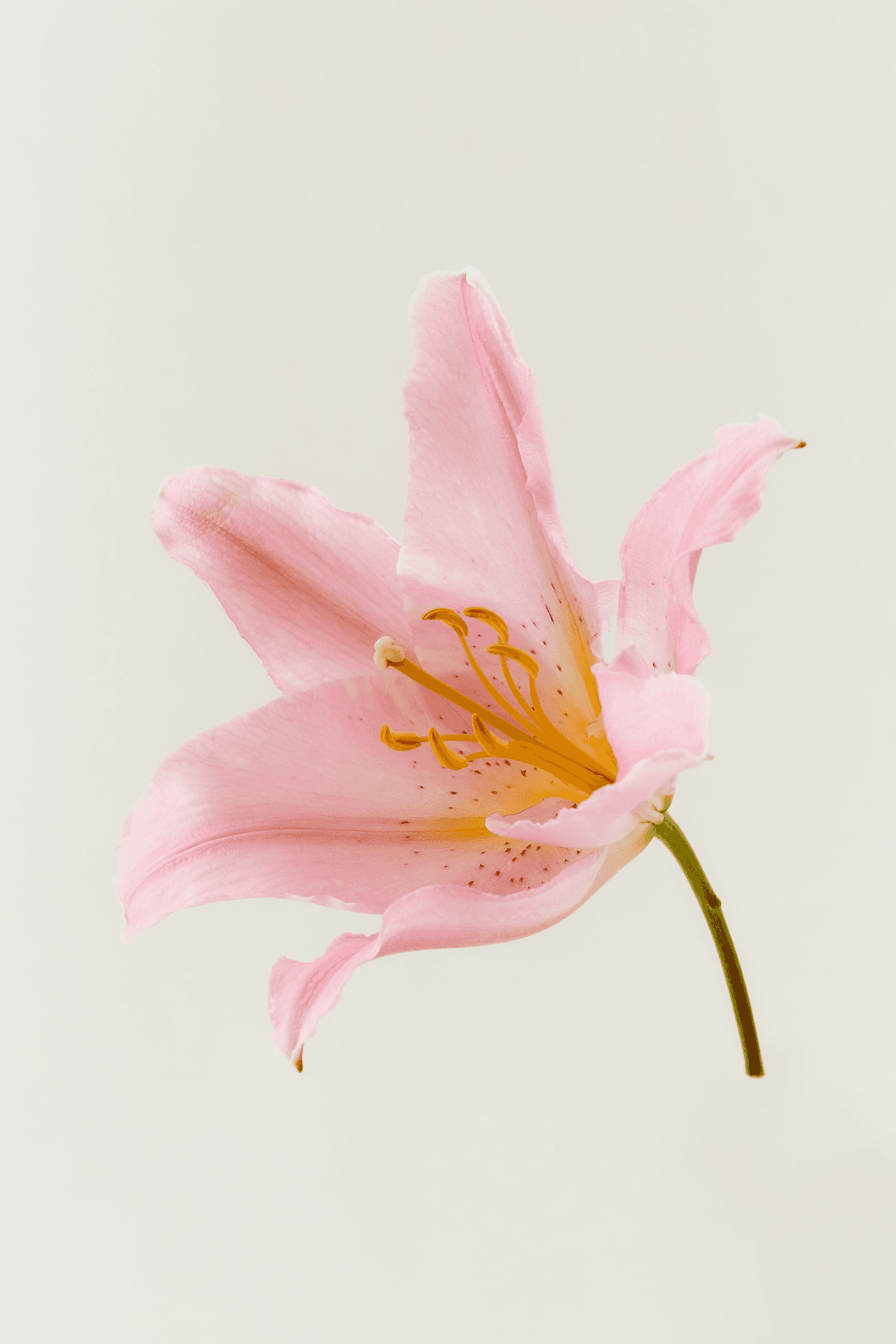 Copywriting & Editorial